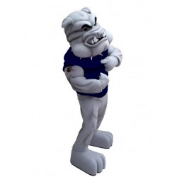Bulldog en traje de la mascota del chaleco azul oscuro