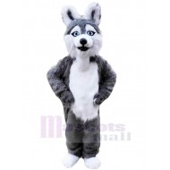Grau-weißer Husky-Hund Maskottchen Kostüm Tier mit blauen Augen